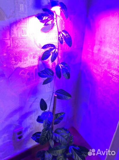 Лампы для растений Фитолампы 48/60/80 светодиодов