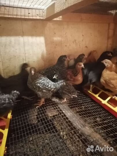 Плимутрок, Кучинская юбилейная