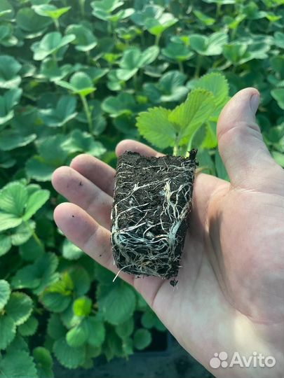 Рассада клубники