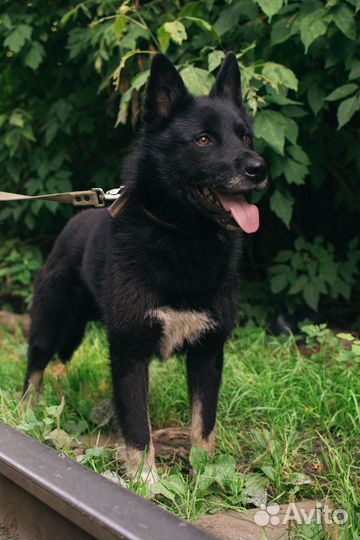 Пес-компаньон Гром в добрые руки