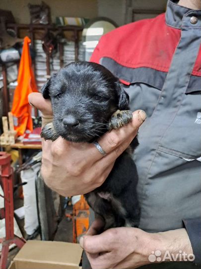 Милые девочки щенки в добрые руки
