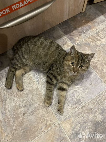 Уличный бобтейл котенок рыси