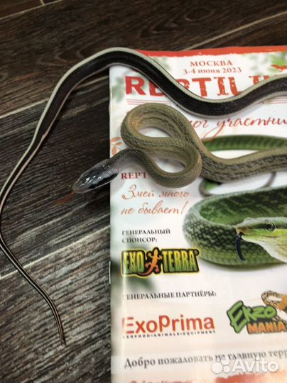 Полоз зеленый