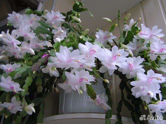 Комнатные цветы