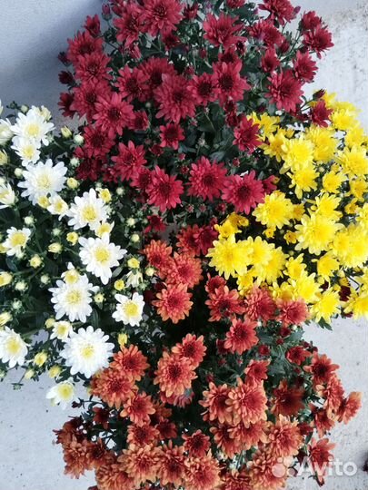 Хризантема в горшке