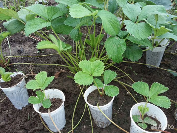 Рассада клубники