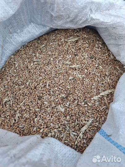 Продам зерно пшеницы