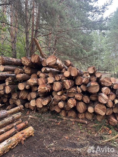 Лес кругляк сосна