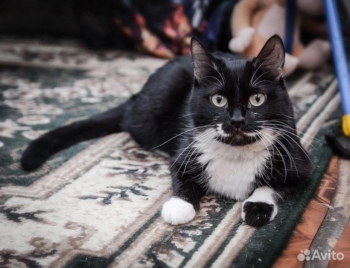 Нюся-очень нежная кошечка нуждается в доме