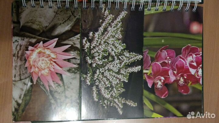 Миллион цветов. Т.П. Князева