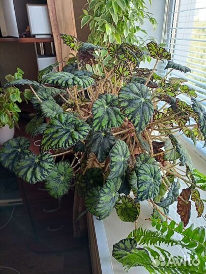 Бегония тигровая