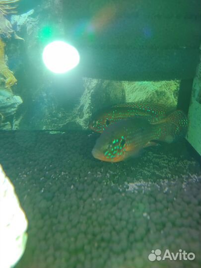 Обменяю хромиса самку на самца хромиса