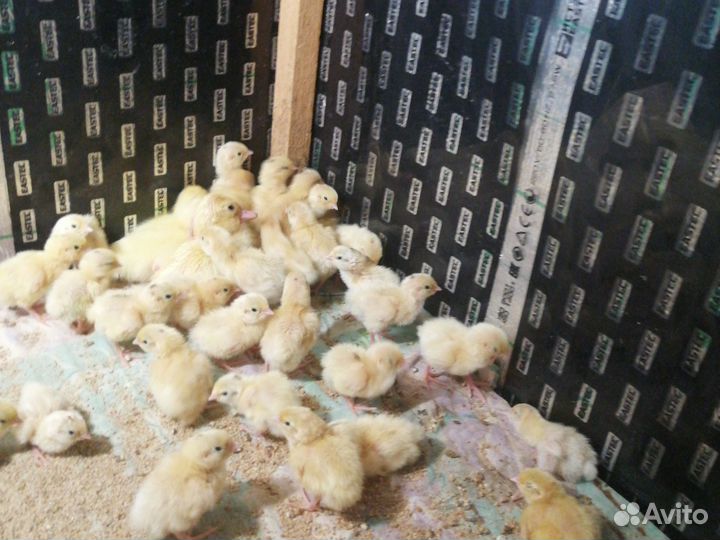 Перепелята