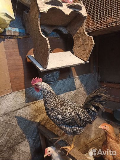Молодые петухи