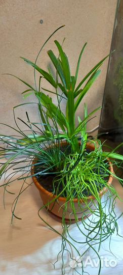 Цветочная композиция 3 в 1