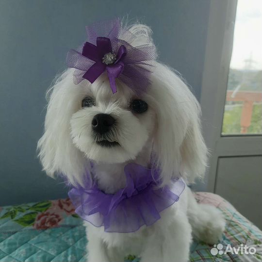 Мальтезе мини