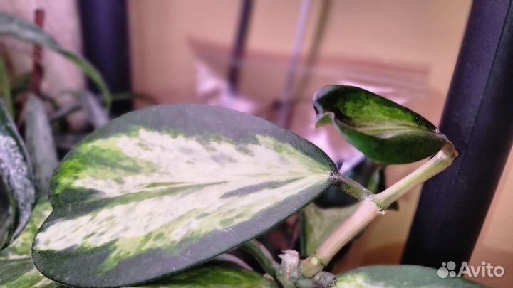 Хойя обмен на садовые