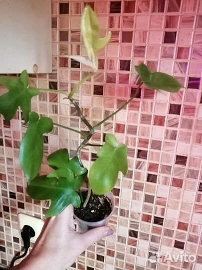 Филодендроны