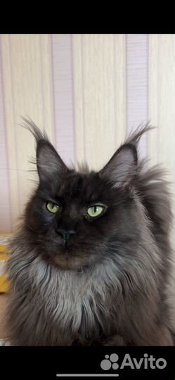 Котенок мейн кун