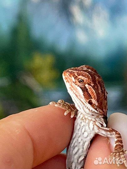 Агама Ред (agama red)