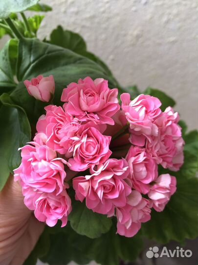 Герань пеларгония Australian Pink