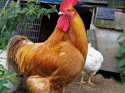 Петухи - лучшие породы, Сергиев Посад