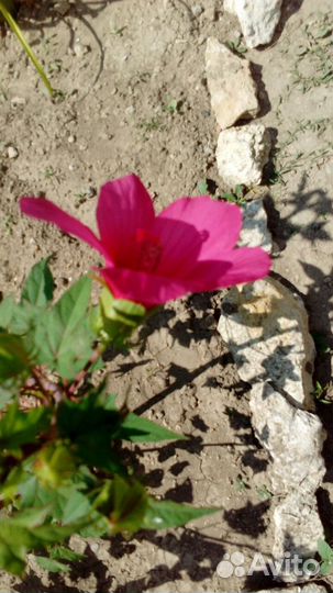 Гибискус травянистый