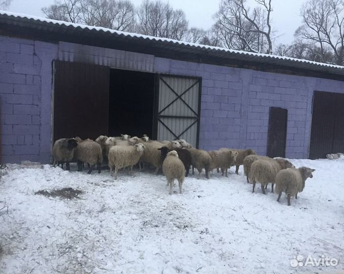 Фермерское овцеводческое хозяйство