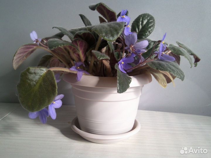 Фиалка - сенпония