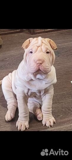 Щенки шарпей