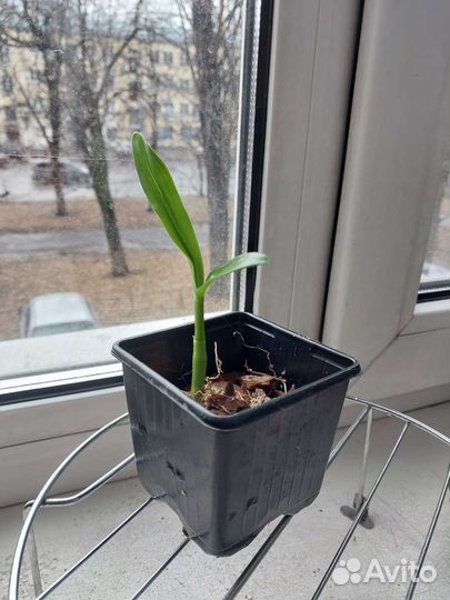 Дендробиум нобиле