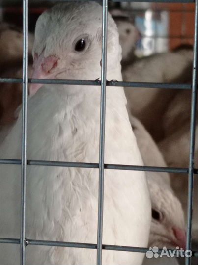 Русские Радонежские перепела/яйца для инкубации