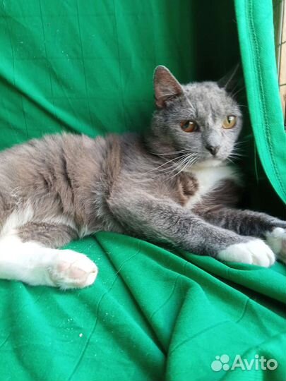 Котик в добрые руки