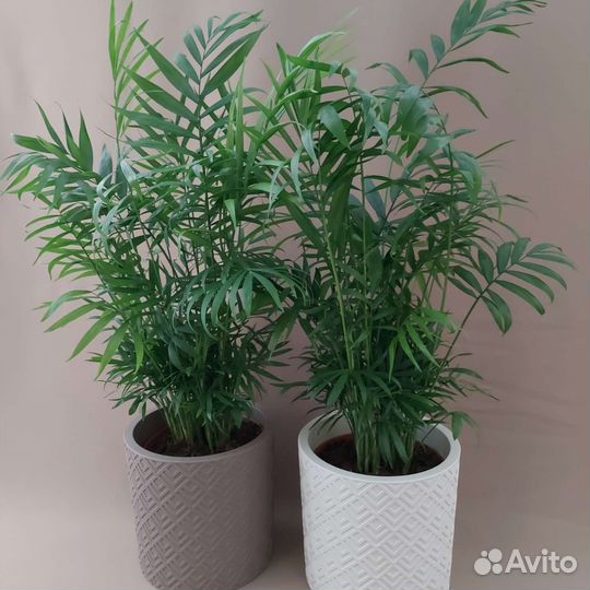 Хамедорея Комнатные растения Тюмень