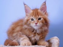 Мейн-кун котик красный мрамор