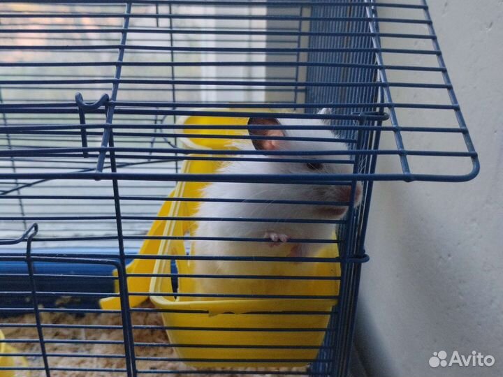 Сирийский хомяк