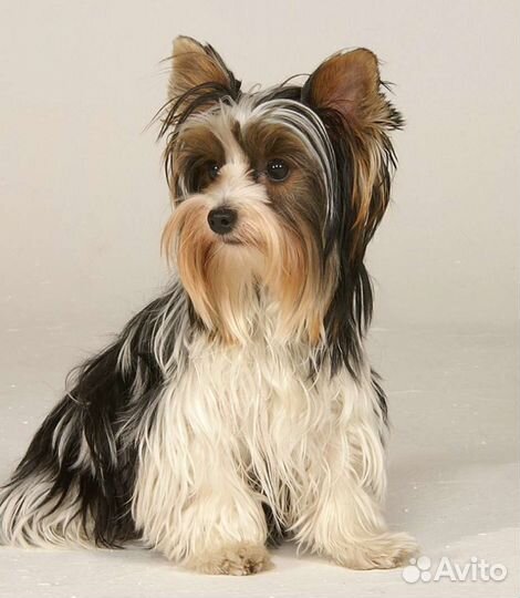 Бивер йорк девочка