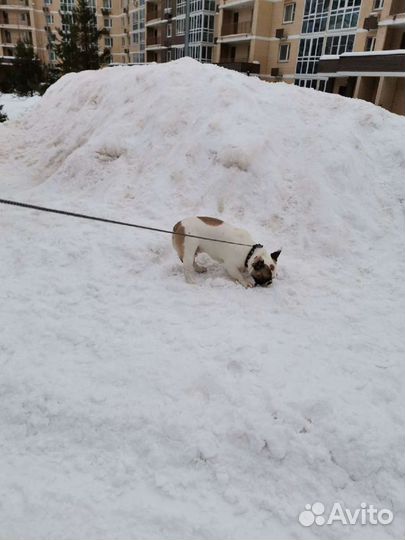 Прогулка с собакой