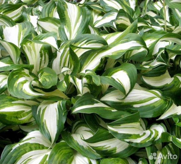 Хосты кустовые, очень красивые. Делянкой