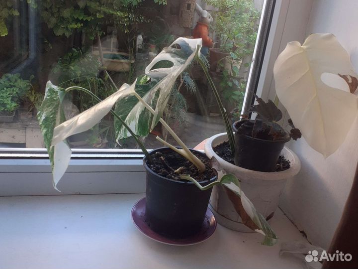 Монстера вариегатная