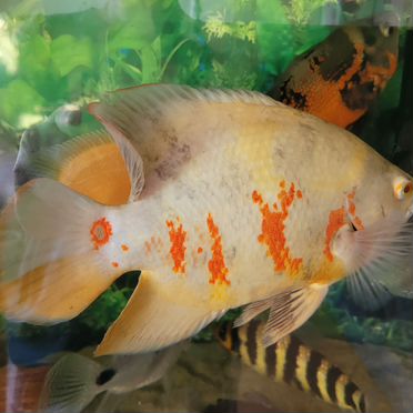 Астронотус