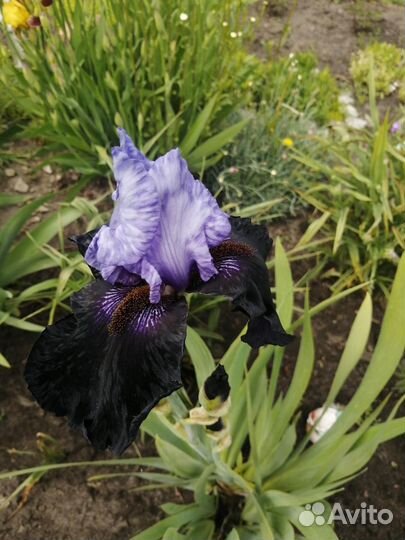 Ирисы бородатые