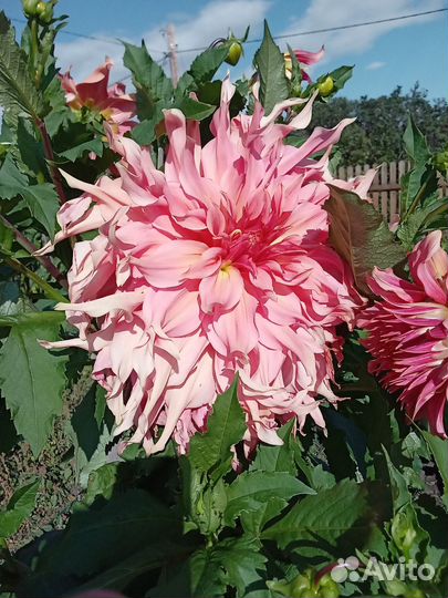 Георгины Хризантемы