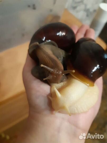 Улитки ахатины