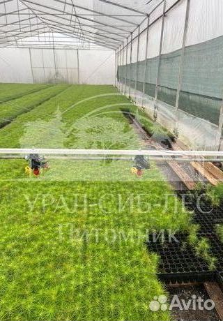 Предзаказ Горная сосна Мугус зкс сеянцы