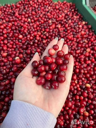 Клюква из Марий Эл