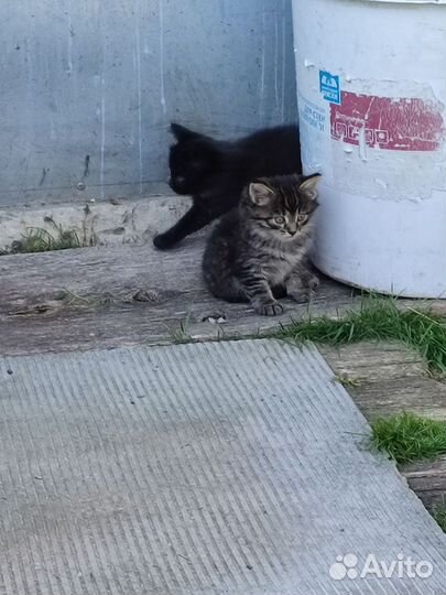 Котята в добрые руки бесплатно