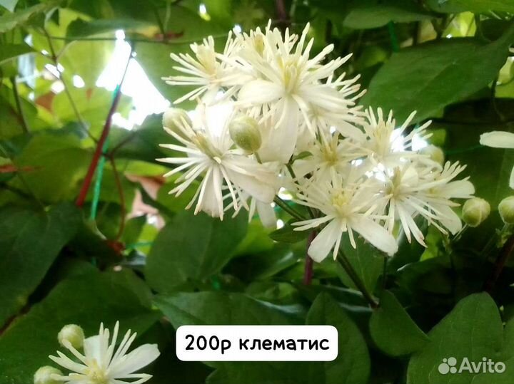 Дендробиум