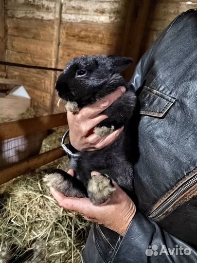 Декоративные кролики