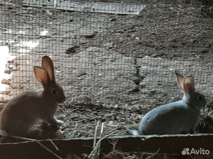 Крольчата